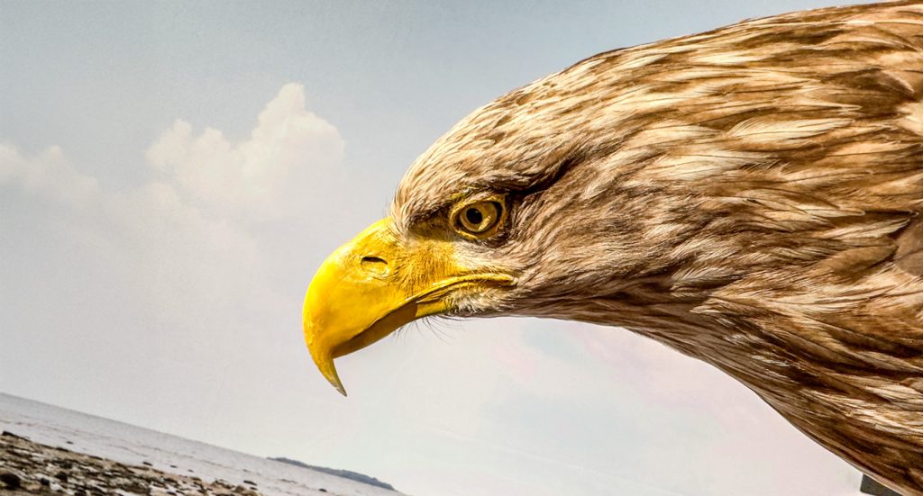A close-up of an eagle’s head. The eagle is taxidermied and part of the Zoological Museum collection at the University of Oulu.