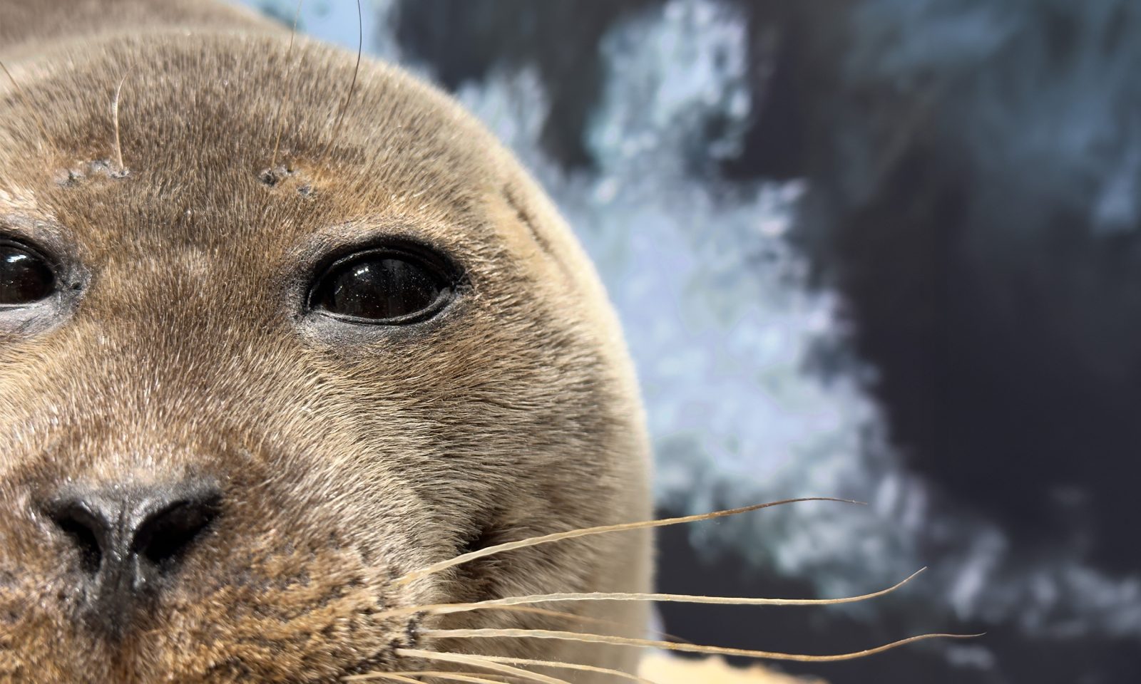 A close-up of a seal’s head. The seal is taxidermied and part of the Zoological Museum collection at the University of Oulu.
